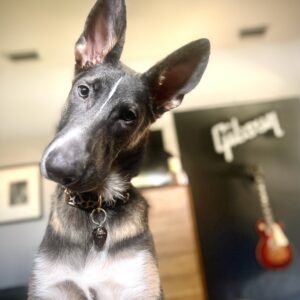 Hound